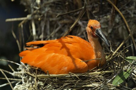 Red animal wildlife
