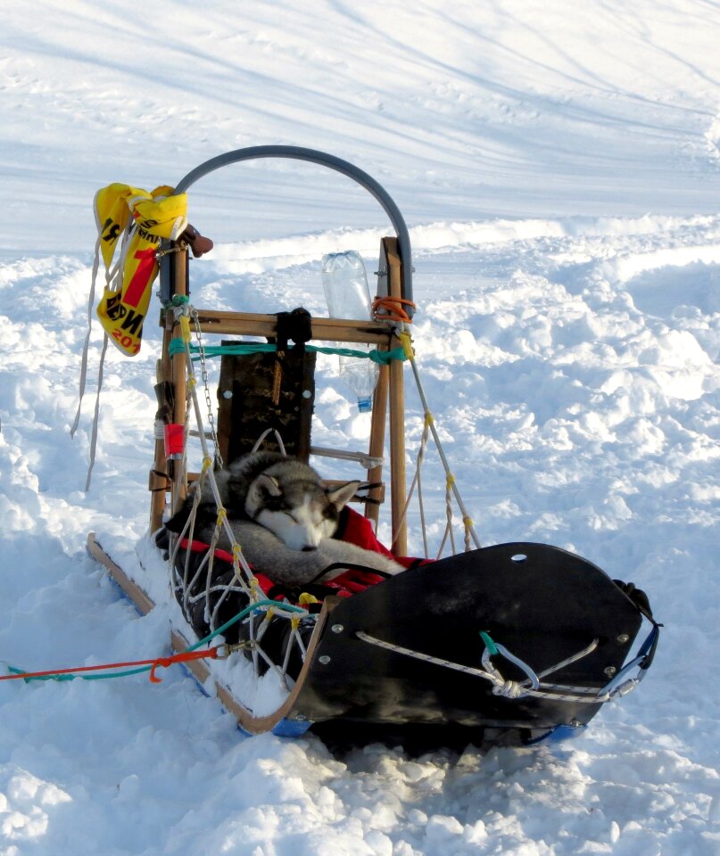 Race sleds dog sled race