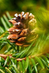 Evergreen pine pine needle