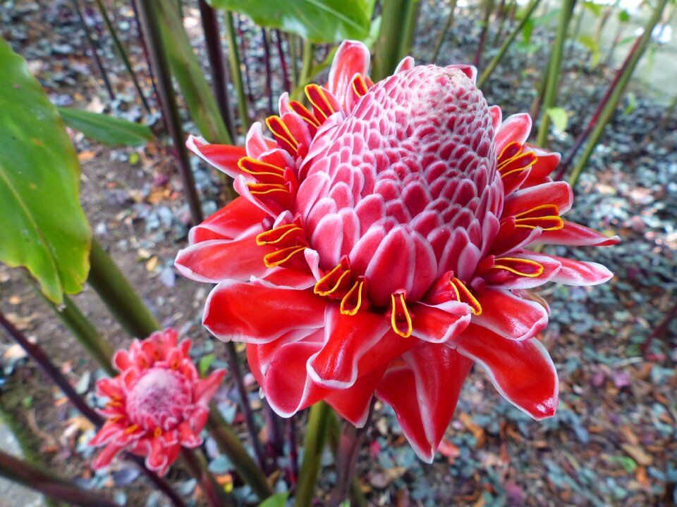 Exotic martinique west indies
