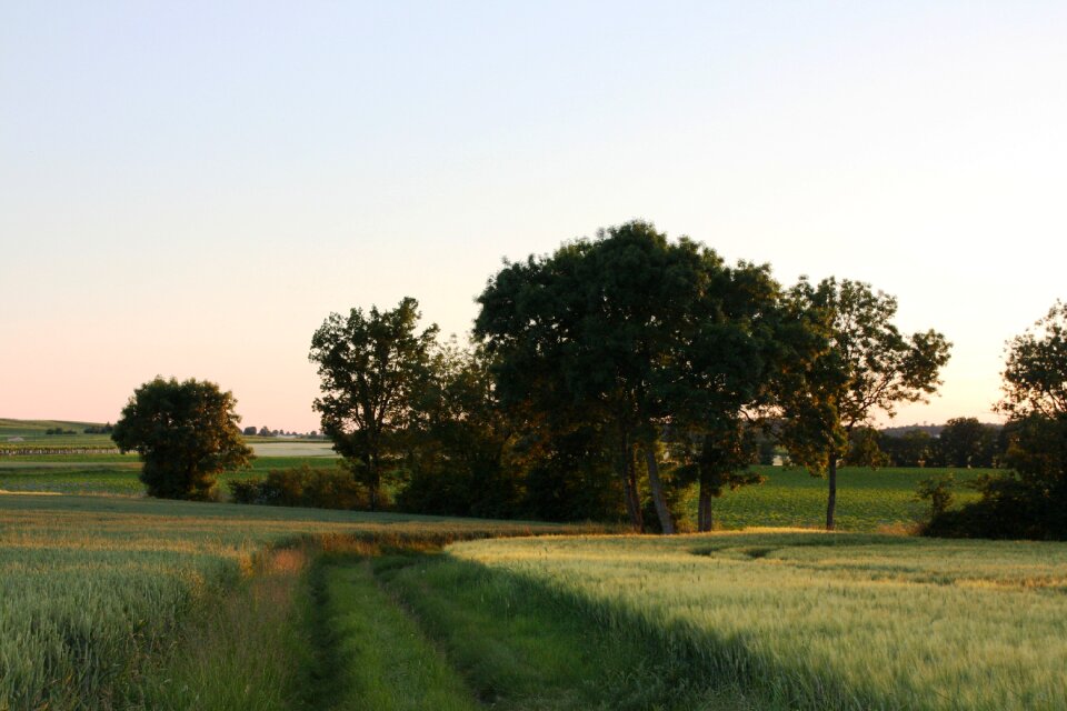 Charente vines village