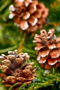 Season pine pinecone