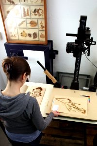 Herbarium making of-IMG 6752