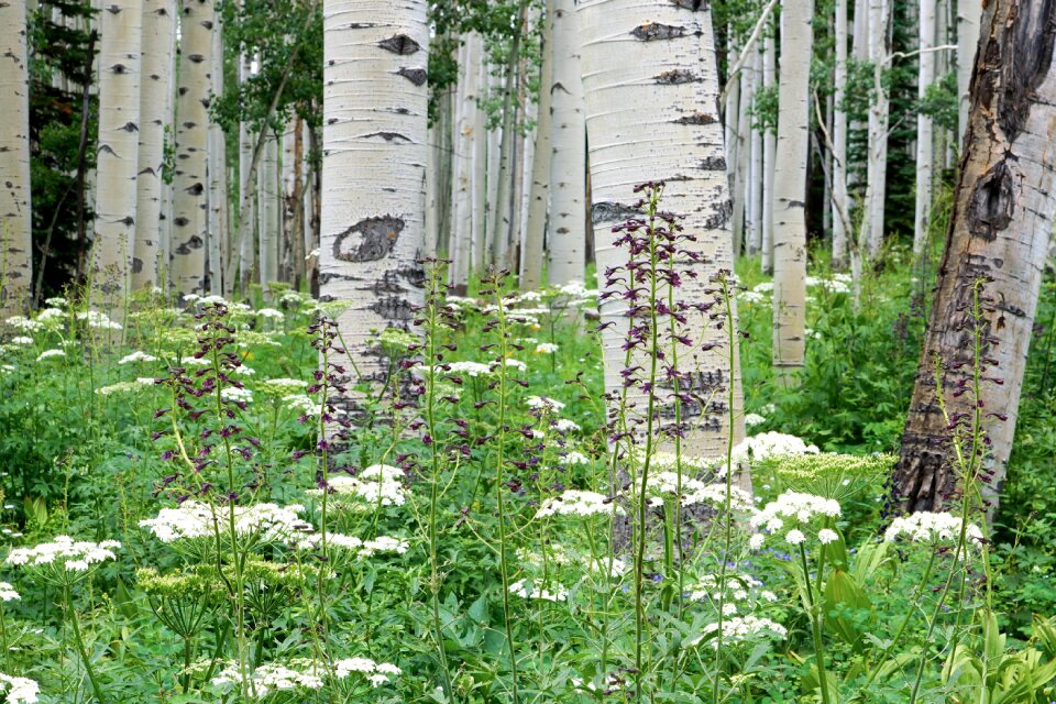 Colorado white green