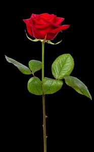 Red rose love romance