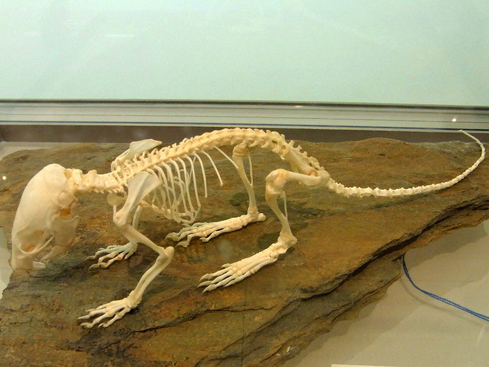 Herne Archäologiemuseum127606