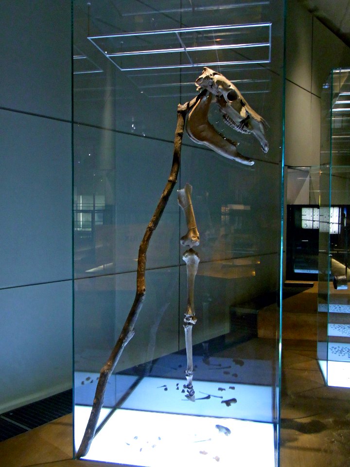 Herne Archäologiemuseum89827