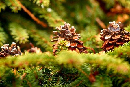 Season outdoors pinecone