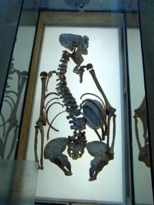 Herne Archäologiemuseum89861