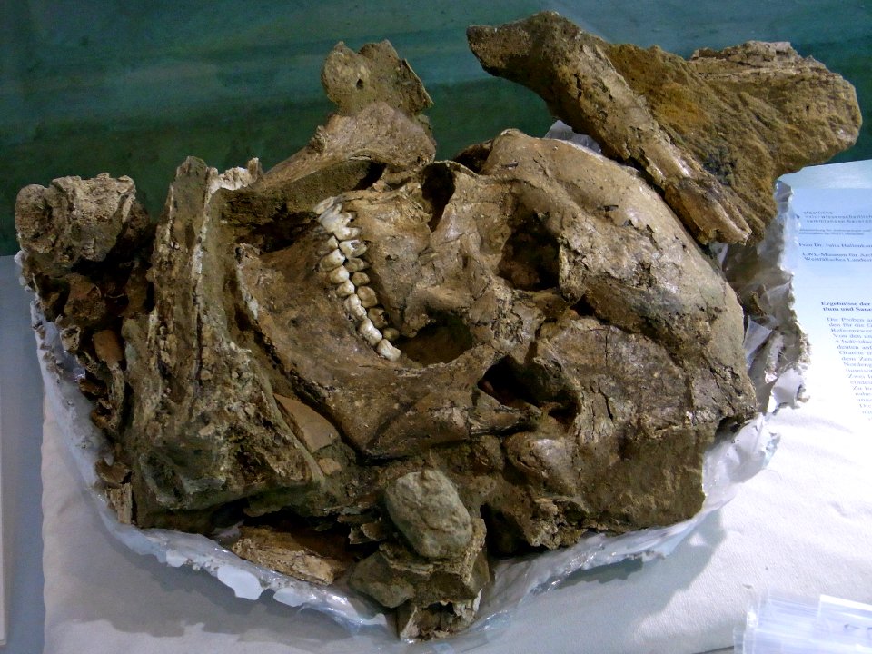 Herne Archäologiemuseum108897