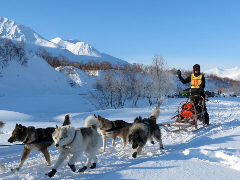Race sleds dog sled race