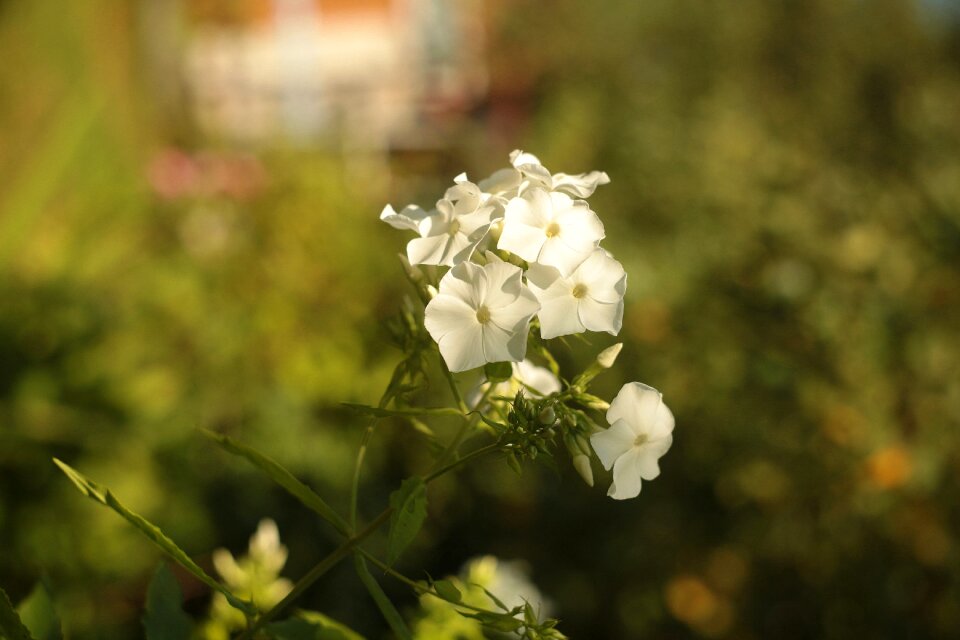Outdoors summer blooming