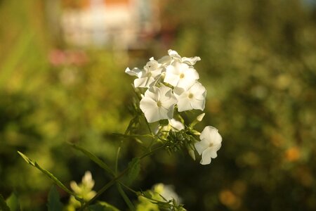 Outdoors summer blooming photo