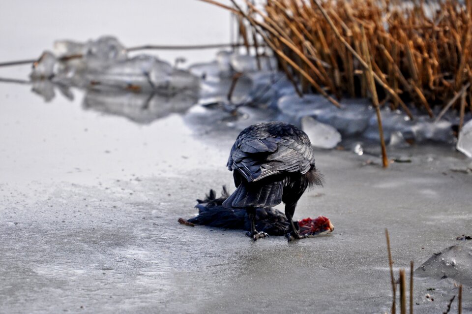 Corvus feeding carrion