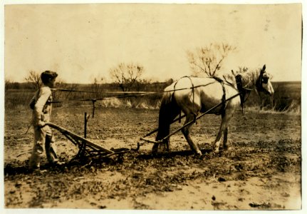 Herschel Bonham, Route A, Box 118, an 11-year-old boy cultivating peas. He belongs to a cotton club in school. Father says he can pick 200 pounds of cotton a day. LOC nclc.00676