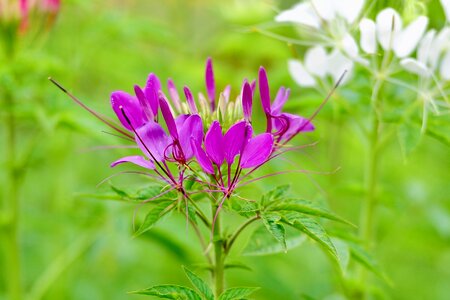 Purple in the mid day wang nam kiew thailand
