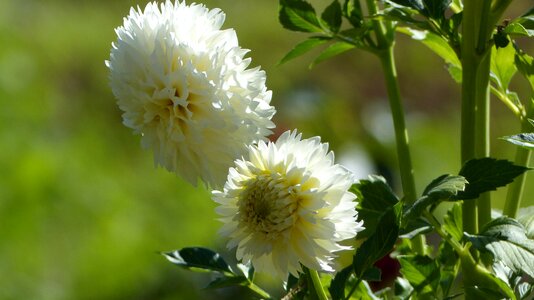 Garden plant white ornamental plant