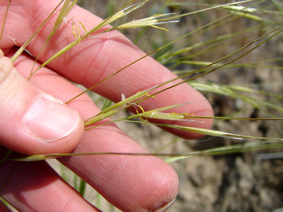 Hesperostipa comata NRCS-1