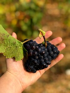 Grapes hand grape fruit photo