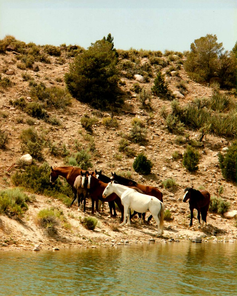 Herd of wild horses at the the Nevada Test Site 1