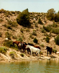Herd of wild horses at the the Nevada Test Site 1