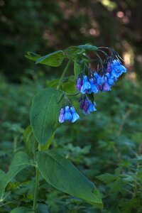 Nature plant flower