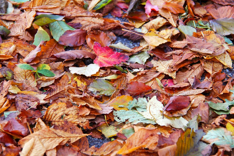 Nature color colorful