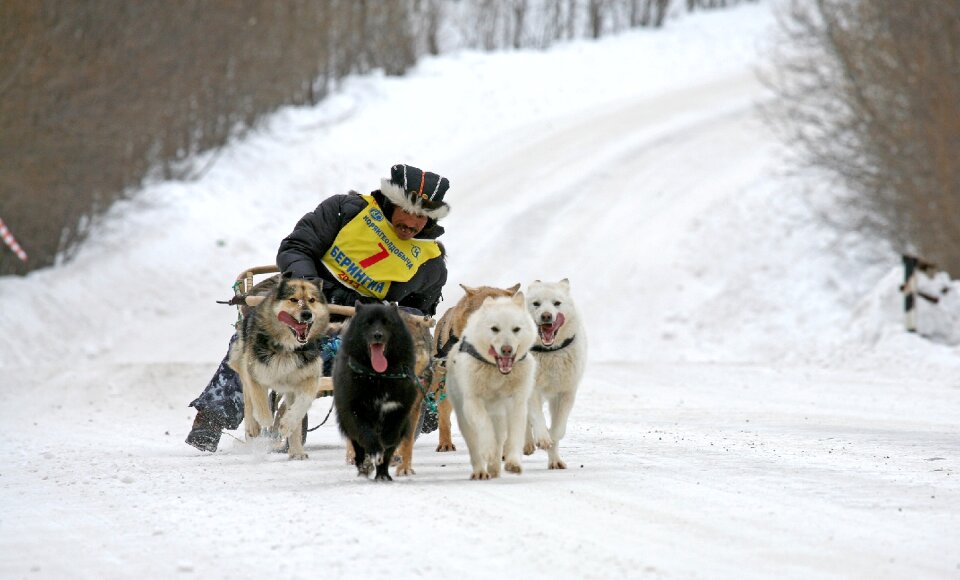 Race sleds dog sled race