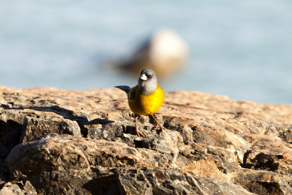 Bird nature argentina