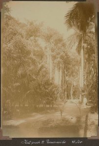 Het park te Paramaribo (25 November)