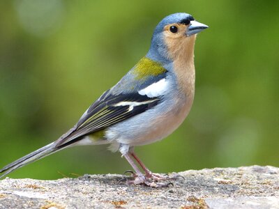 Fauna nature sparrow