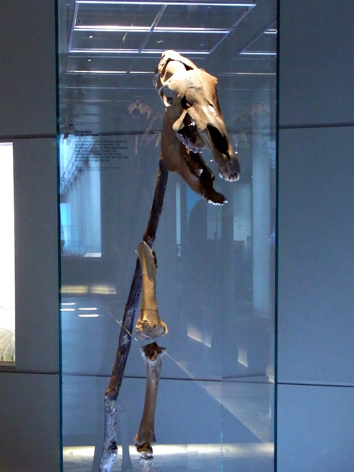 Herne Archäologiemuseum89823