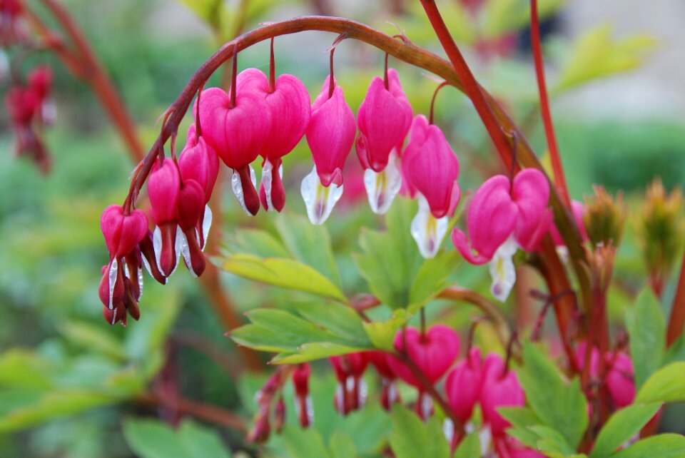 Blossom bloom garden plant