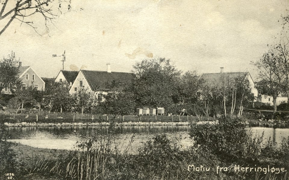 Herringloese