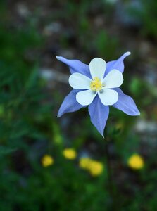 Flower nature colorado photo