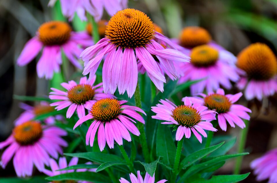 Garden summer floral