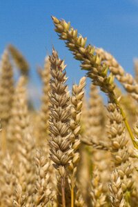 Harvest field plant photo