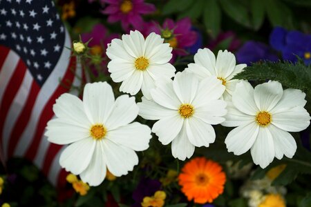 Bloom garden white