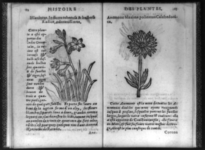 Hiacinthus indicus tuberosa & bulbosa radice, odoratissimus; anemone maxima polientos calchedoni LCCN92516784