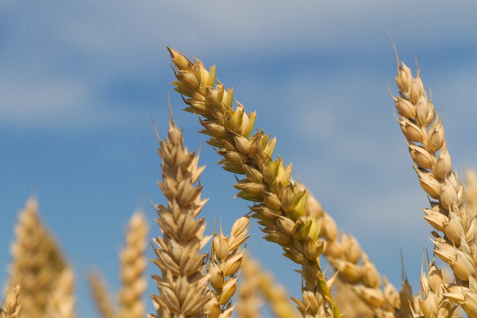 Harvest field plant