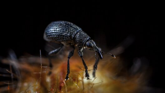 Animals insect macro