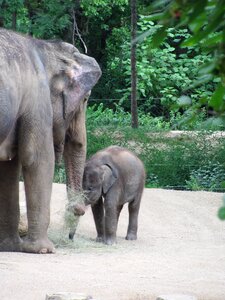Feeding time animal home maternal