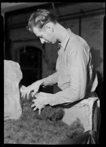 High Point, North Carolina - Upholstering. Tomlinson Chair Manufacturing Co. Applying filling (hair) in arm of sofa - NARA - 518481