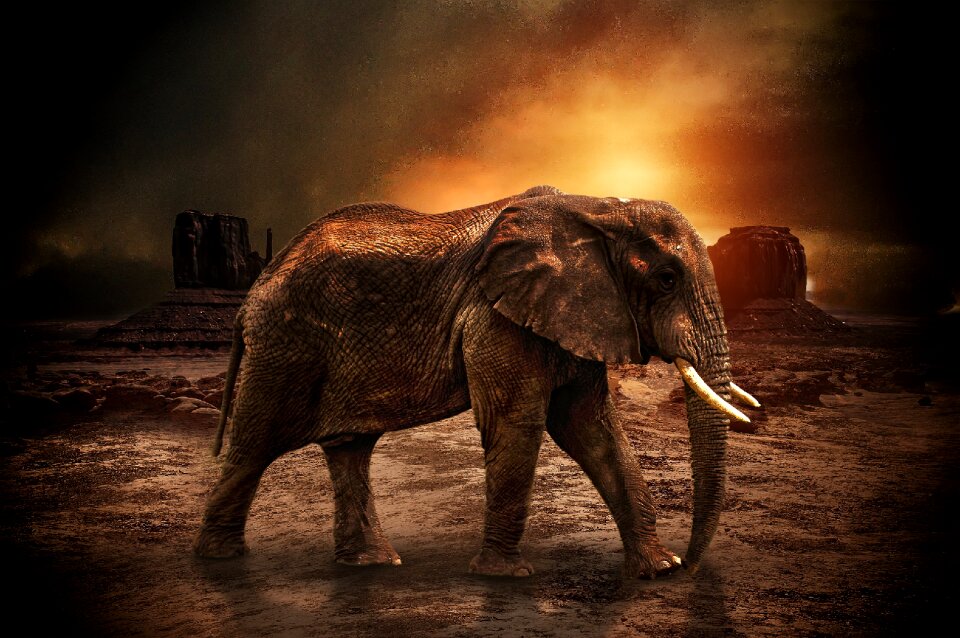 Natural wildlife wild
