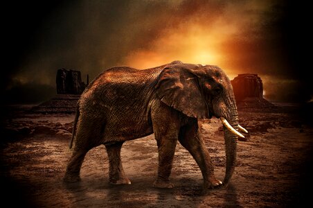 Natural wildlife wild