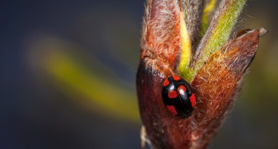 Living nature krupnyj plan macro