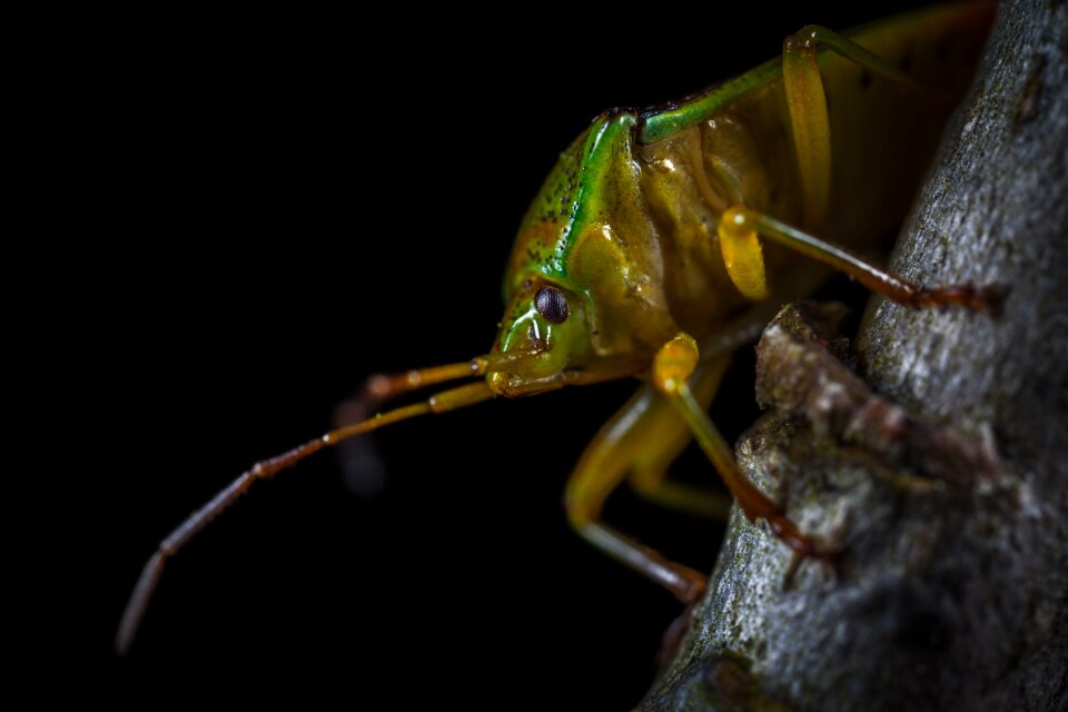 Nature animals bug