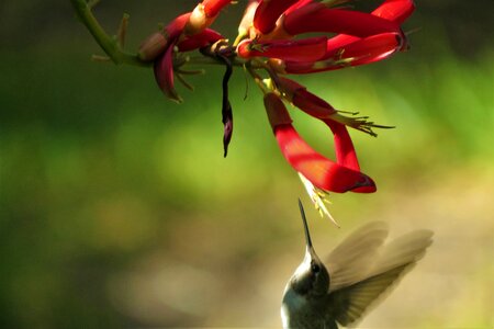 Yellow hummingbird in flight