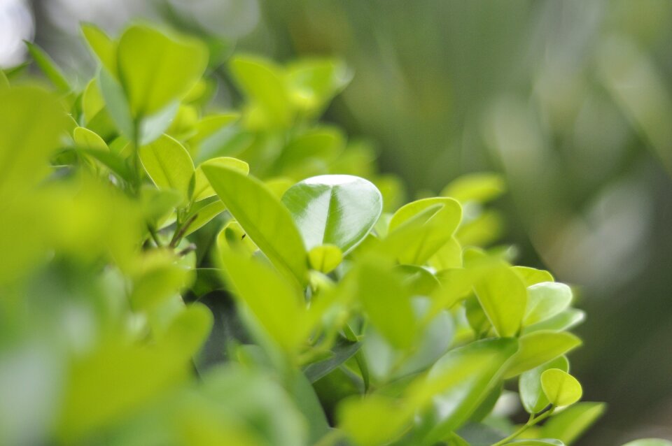 Green leaf green plants spring