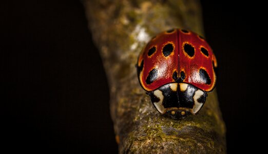 Bespozvonochnoe ladybug macro photo